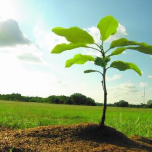 Plantas que Reduzem a Dependência de Agroquímicos