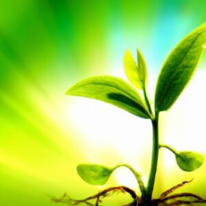 Plantas e a Valorização de Produtos Naturais