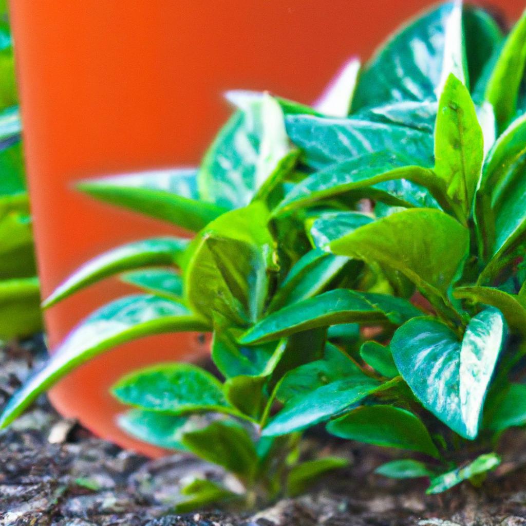 Plantas Aromáticas em Estufas: Vantagens e Desafios