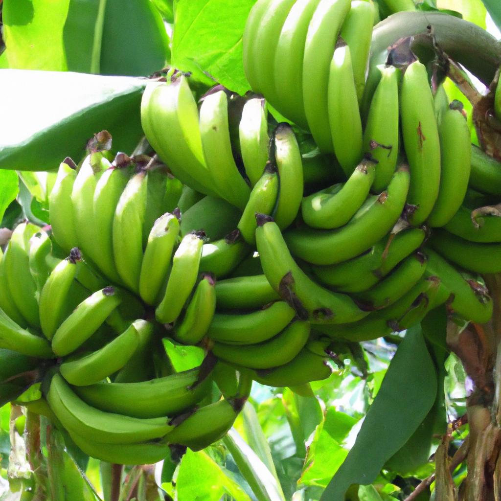 Aspectos Econômicos do Cultivo de Banana no Brasil