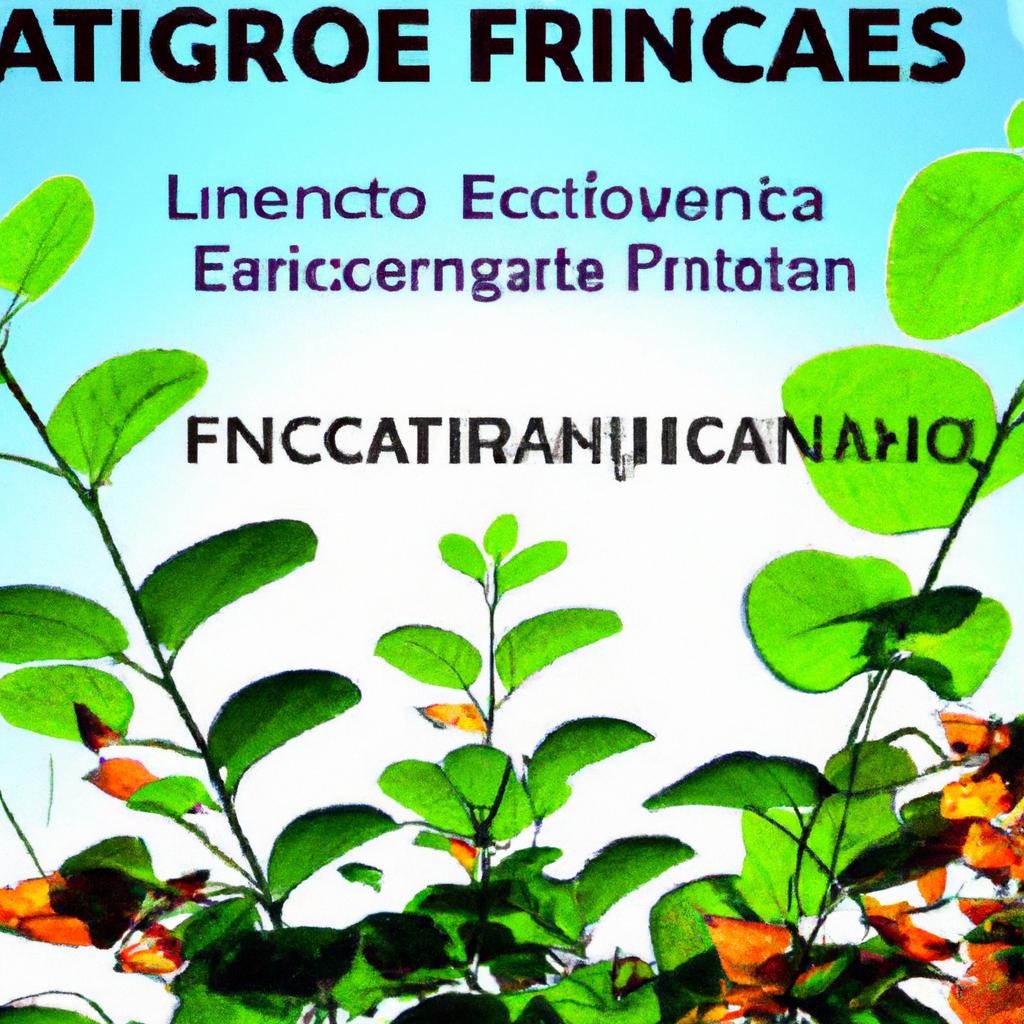Aspectos essenciais na certificação de produção de plantas fitoterápicas